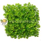 دیوار سبز مصنوعی مدل خورشیدی (سبز و زرد)